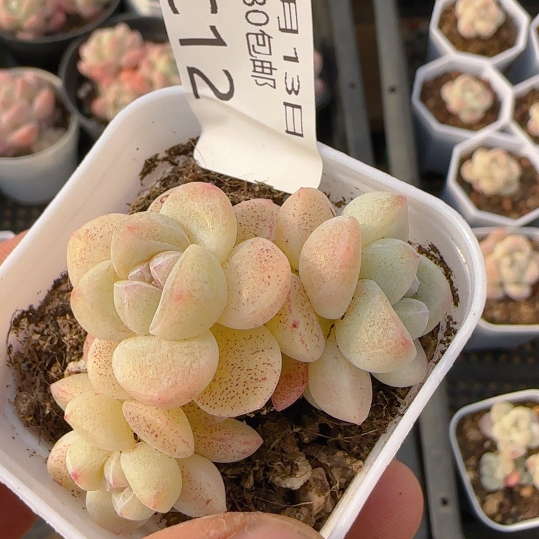 三头糖心冰玉一颗脱土