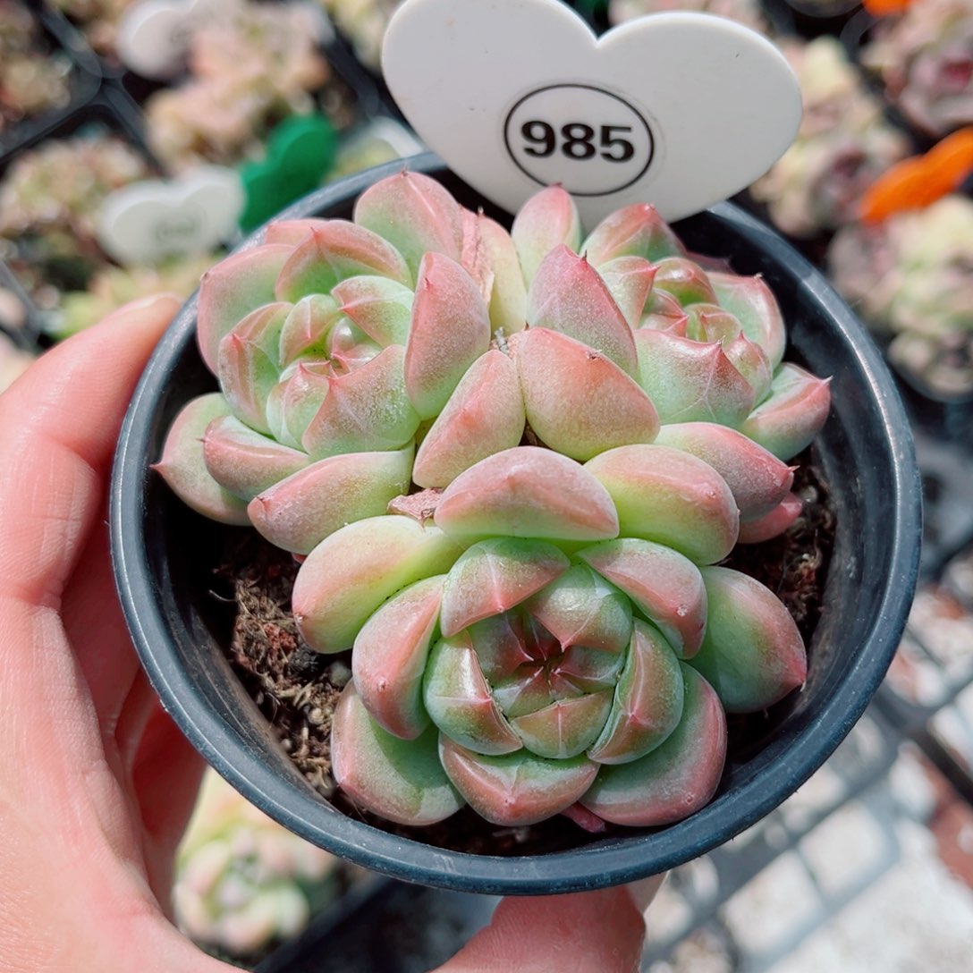 小***西985号新品小老桩珍妮群