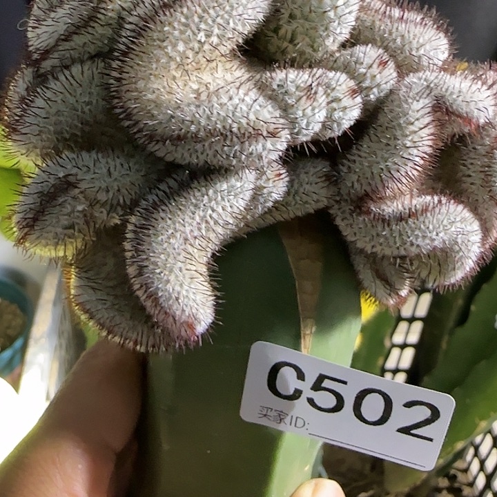 嫁接直刺佩雷缀化502