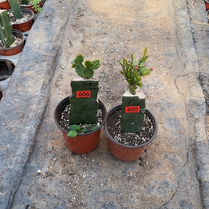 L***你606+605嫁接蟹爪兰、027+白重（无花苞）