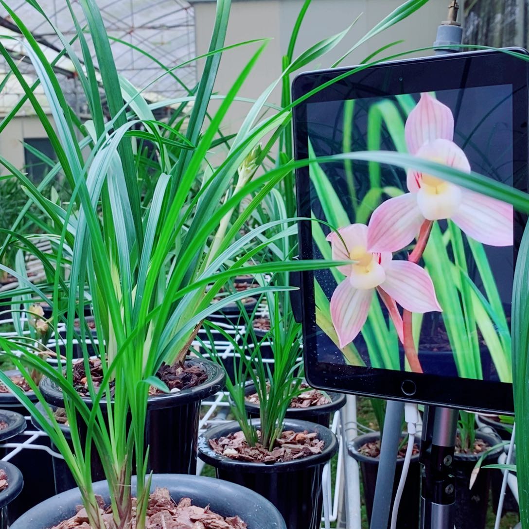 大部分花苞少量开放