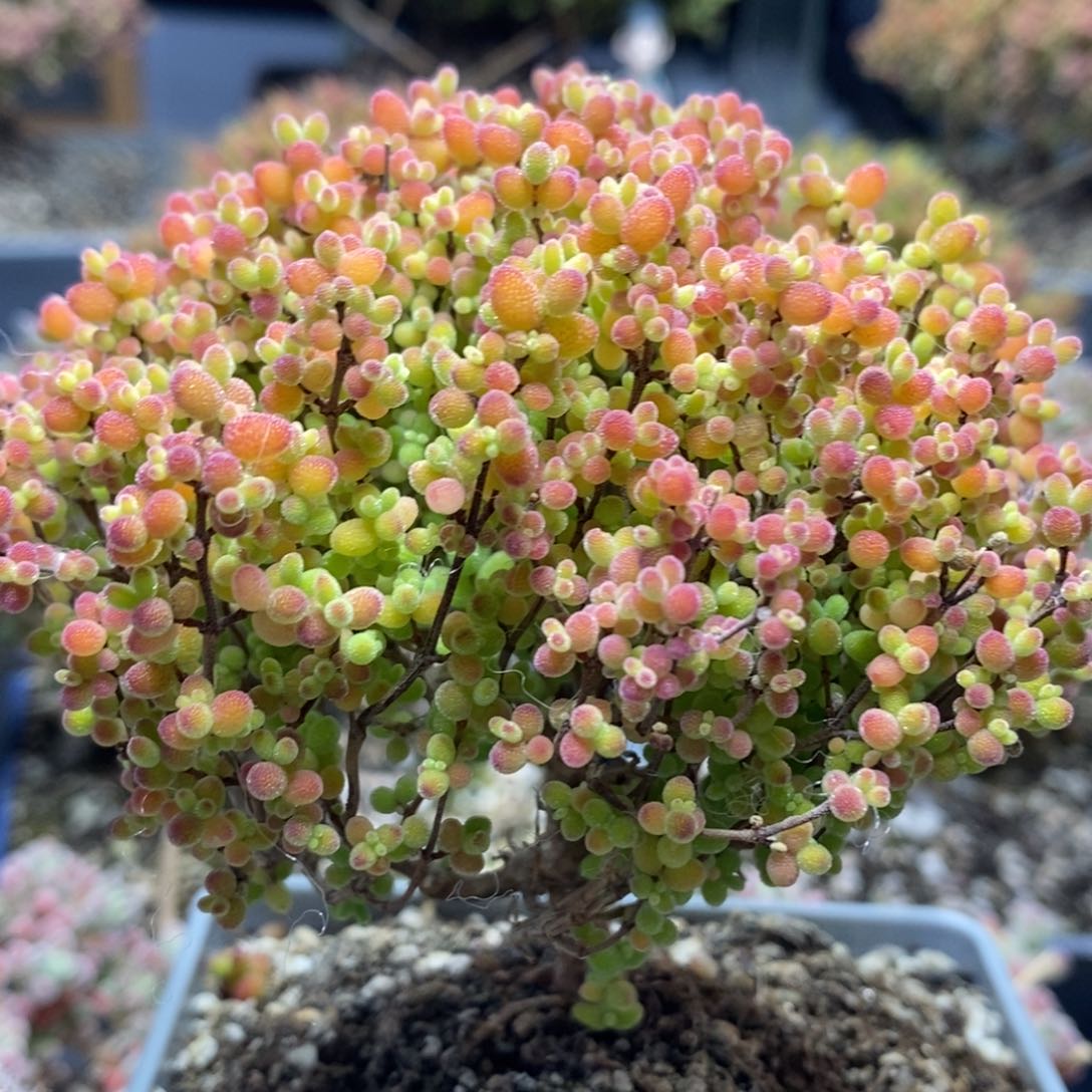 蜜橘糖球4430枝干番杏