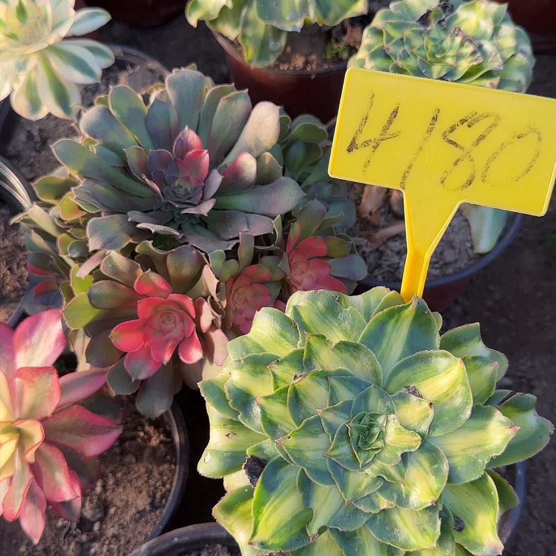 4180----暴君多头多肉