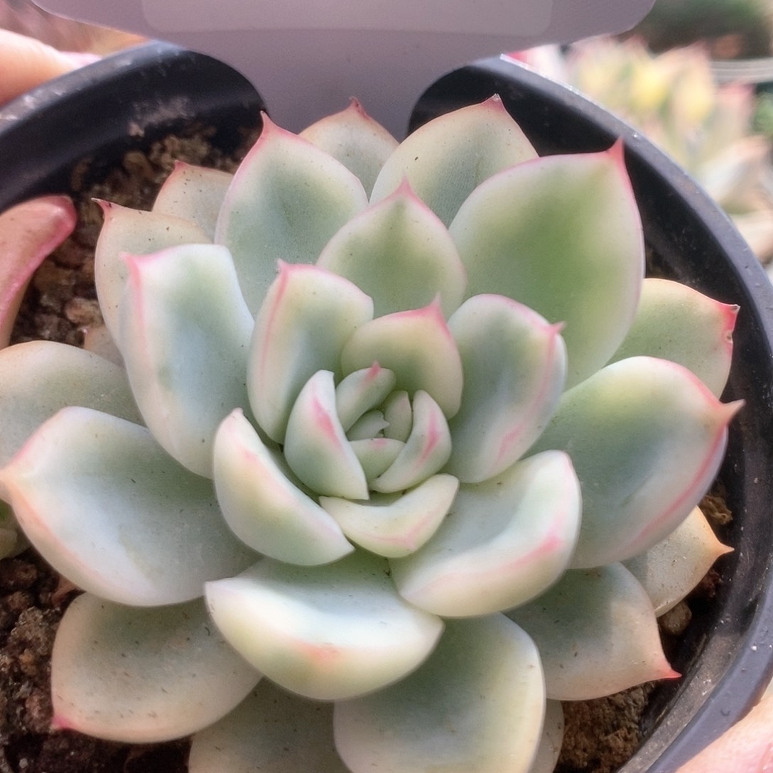 090荷花锦锦锦锦锦锦