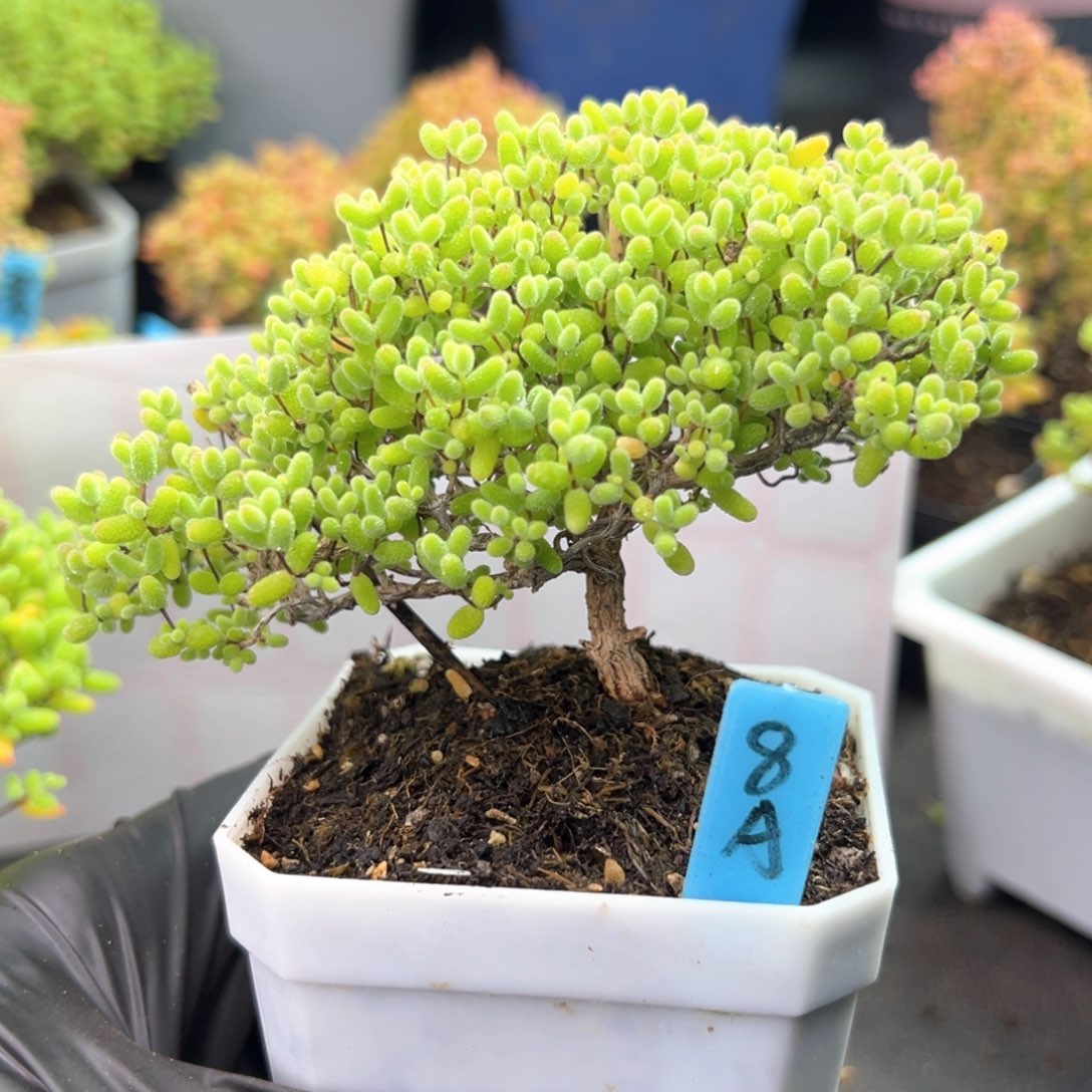 蜜橘糖球飘桩款8号