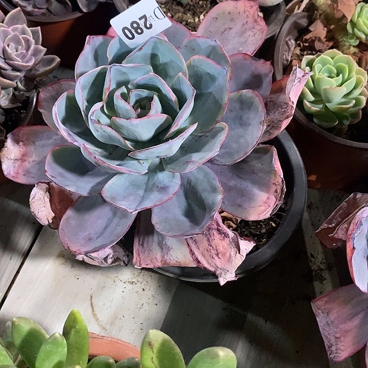 蓉***蓉280肯尼迪多肉植物多肉