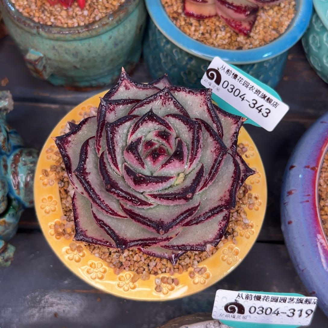 多肉一物一拍0304-343