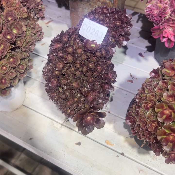 263万圣节缀化多肉植物