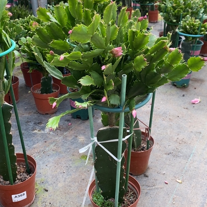 当前无花栽培后可以开花369嫁接083