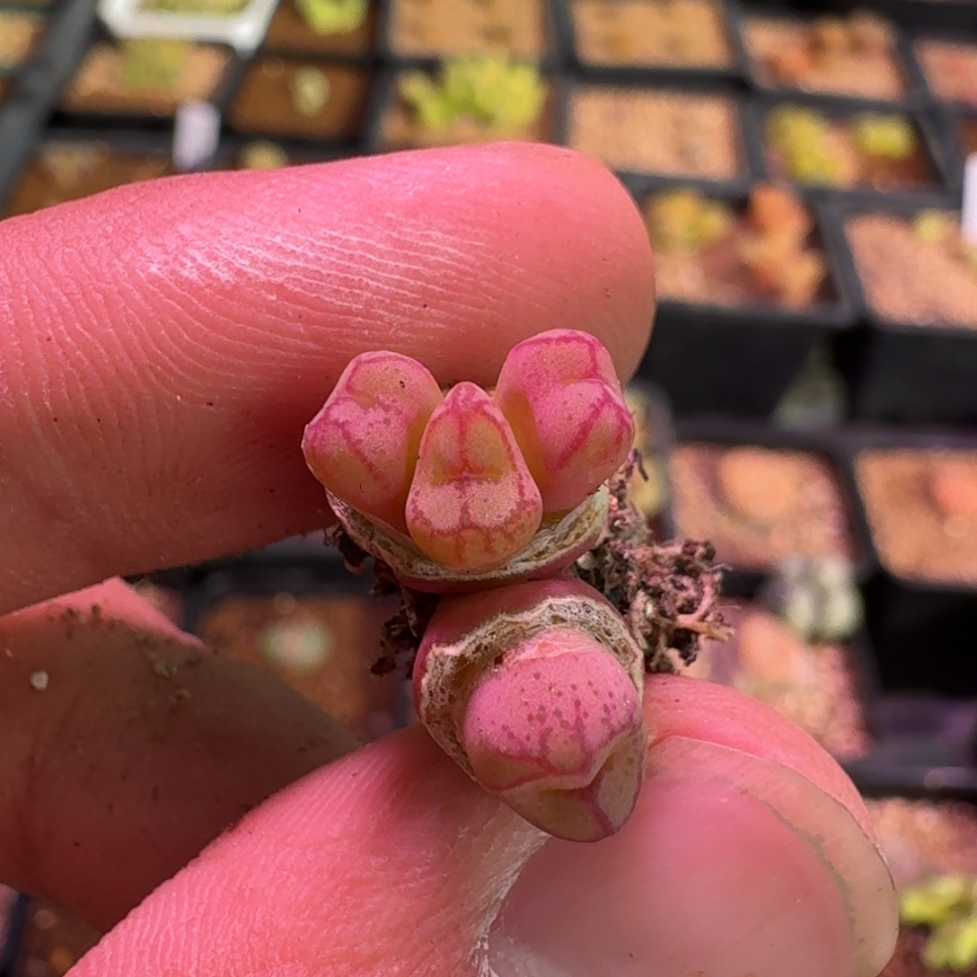 云缦精品番杏16.31紫猴