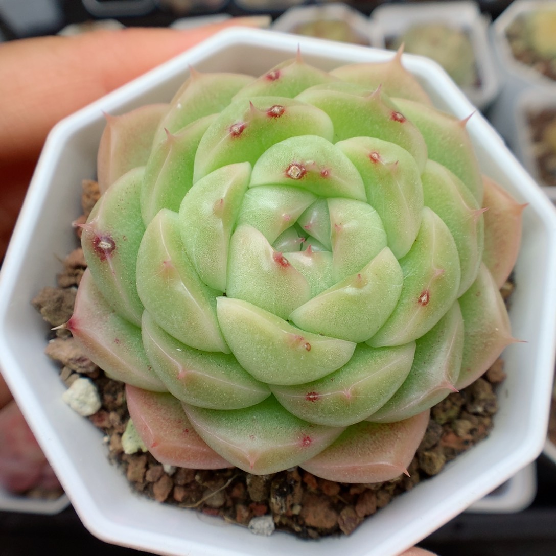 多肉植物。 糖心12