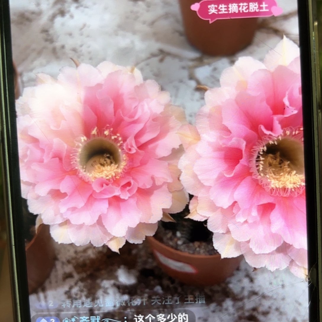 彩草珊瑚5公分左右
