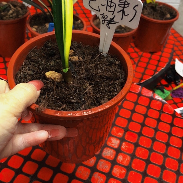 完全开放君子兰685