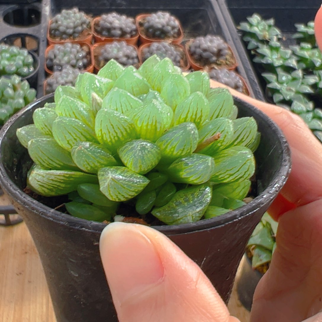 万象盆雪花玉露多肉一颗