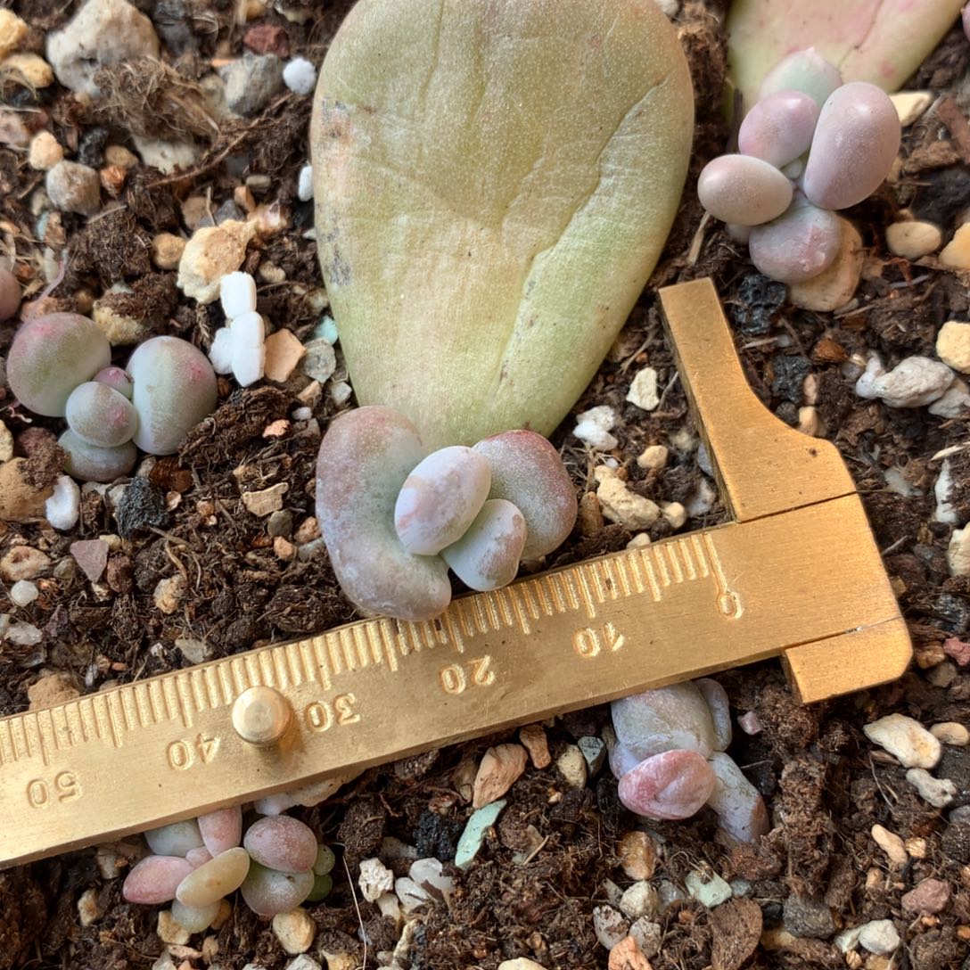 油煎不凑满28元发一片叶 不售后 到付