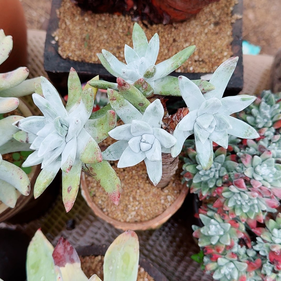 1796初霜苹果叶多肉