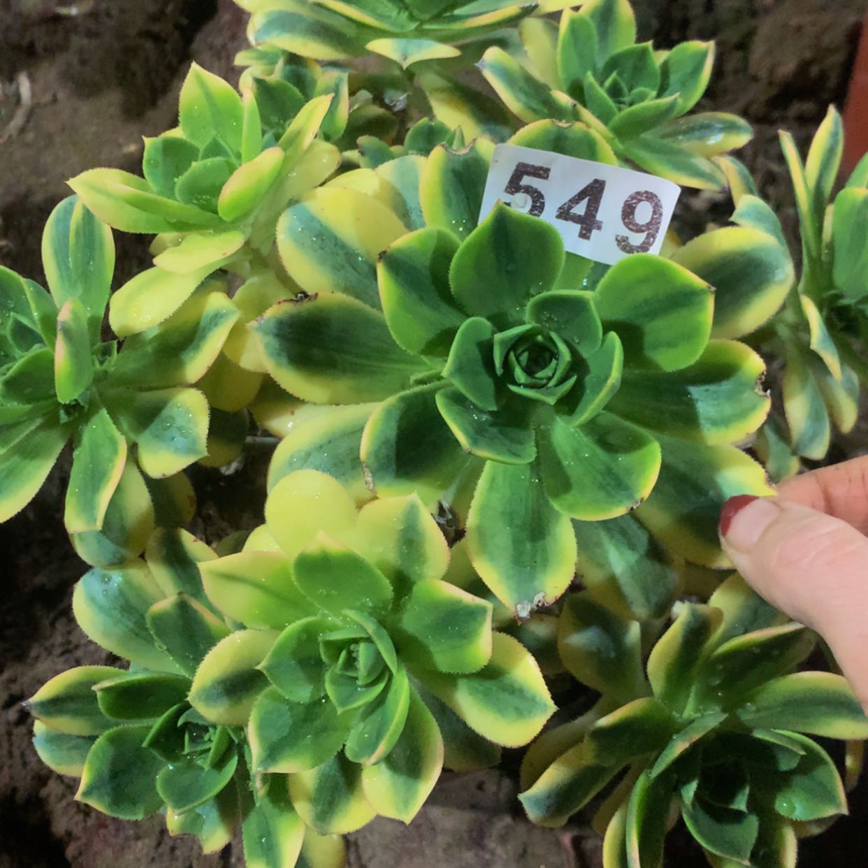 【闪购商品】549星爆多肉