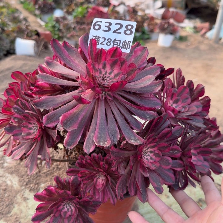 6328二号棚红铜鼓A