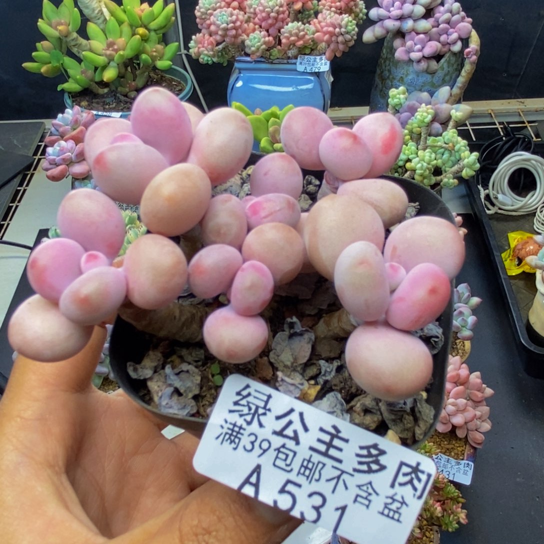 531糖果桃蛋多肉6c m