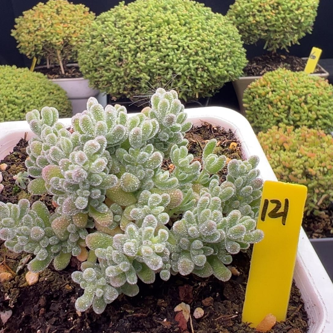 冰晶枝干121号10cm盆