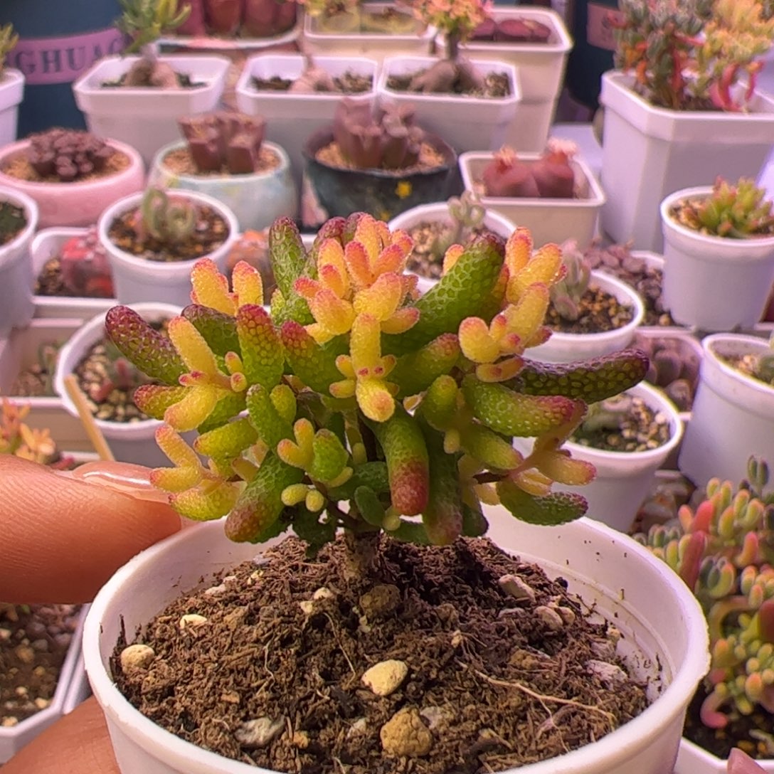 多肉植物枝干假飞机猪