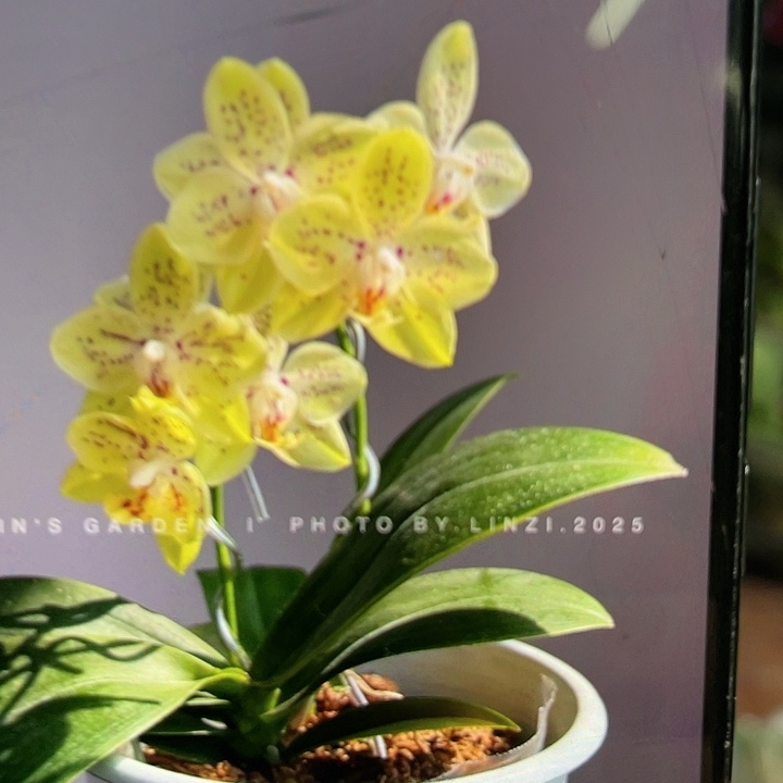 当前无花栽培后可以开花糯米团子