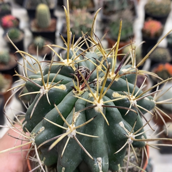 实生黑罗莎特价福利