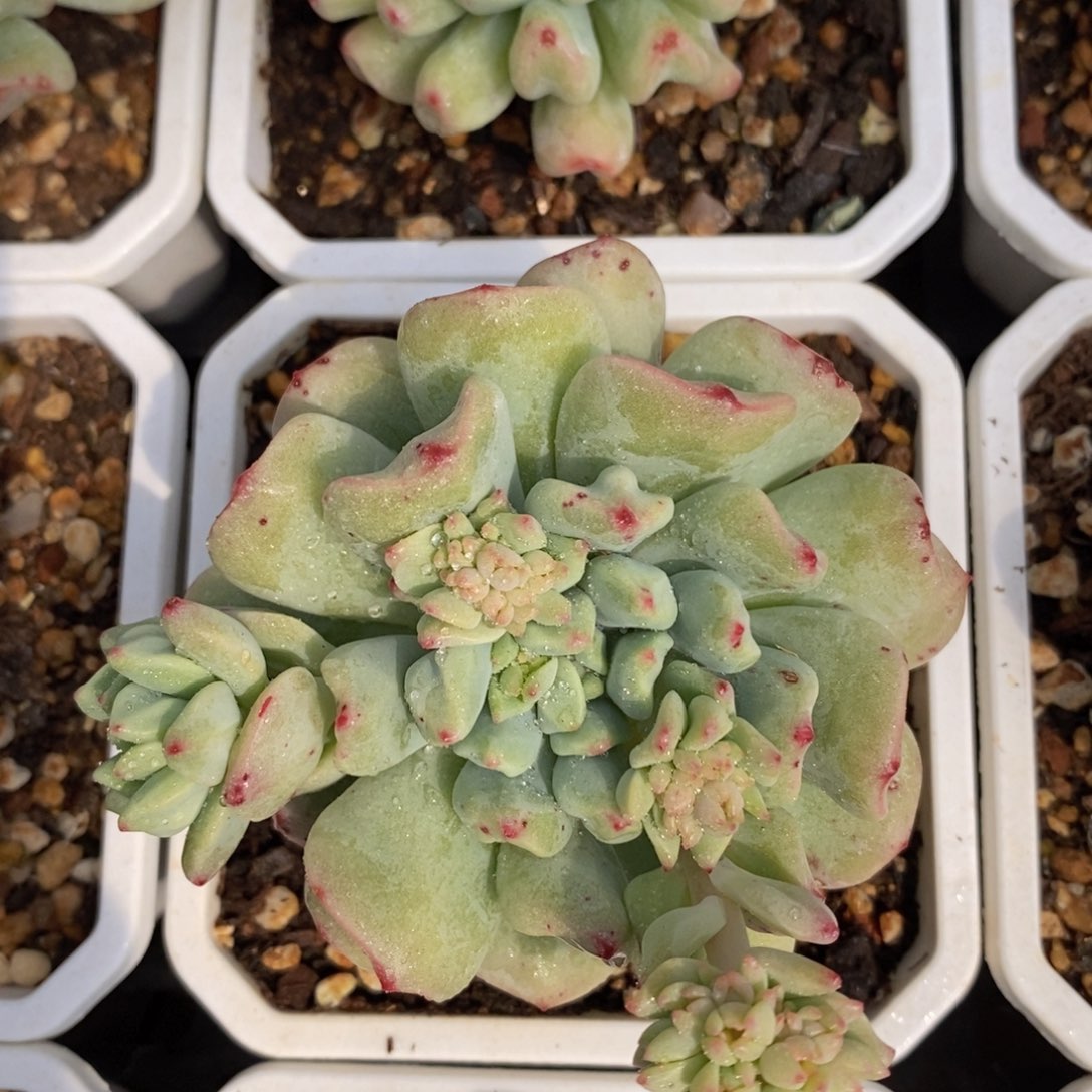 一物一拍精品多肉植物满38包邮_111