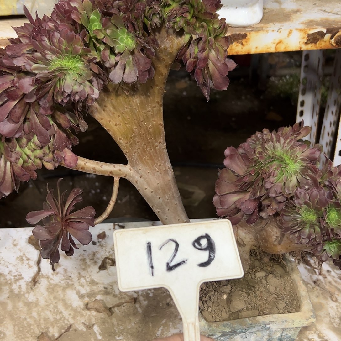 多肉植物铜壶一体化129