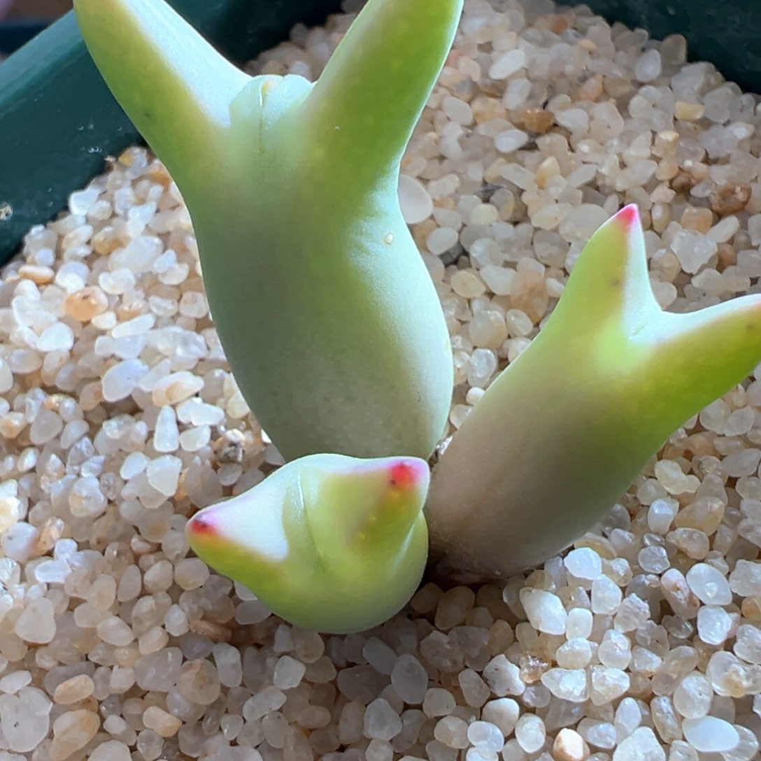 47优选0136皮卡丘萌萌耳