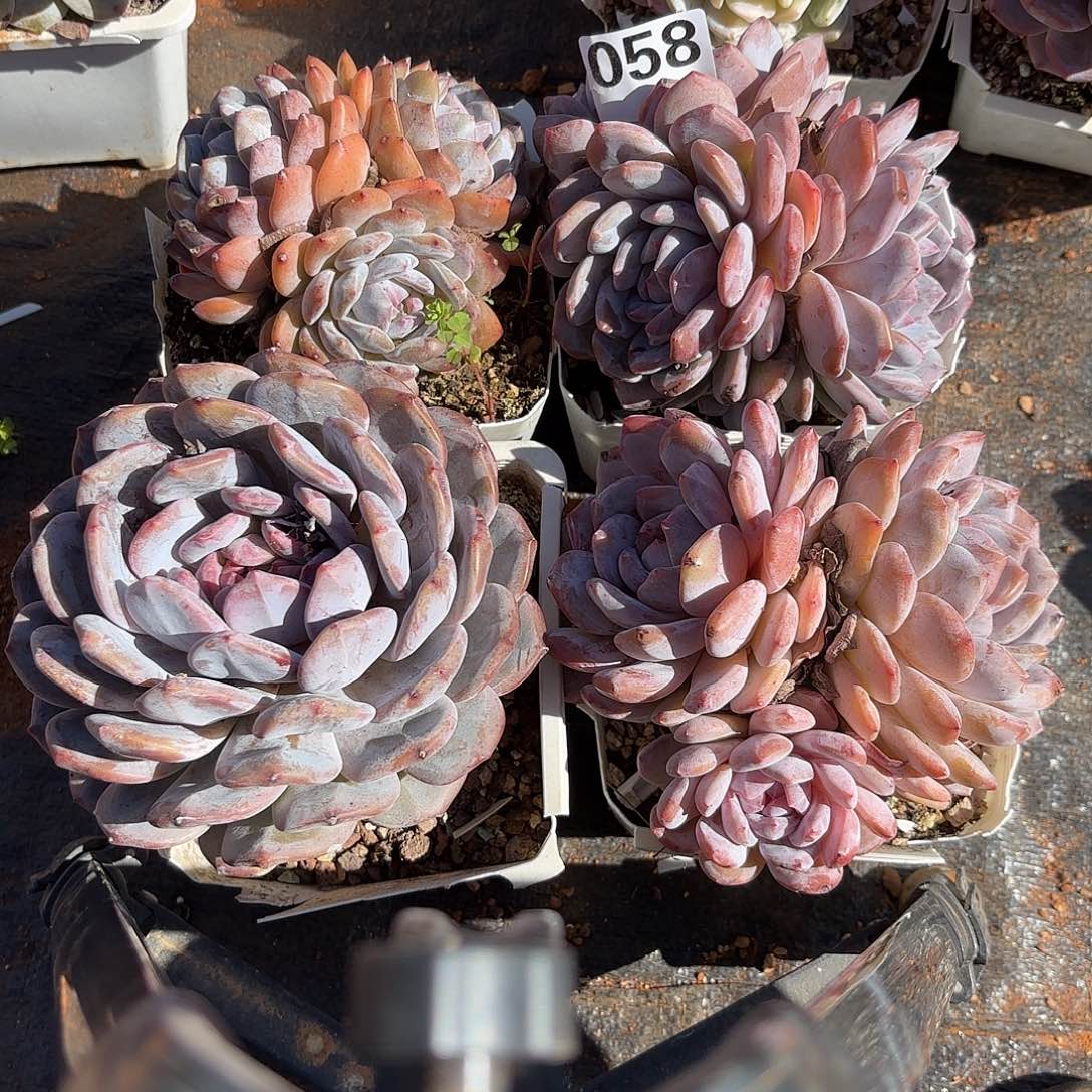 058三个三头一个单头