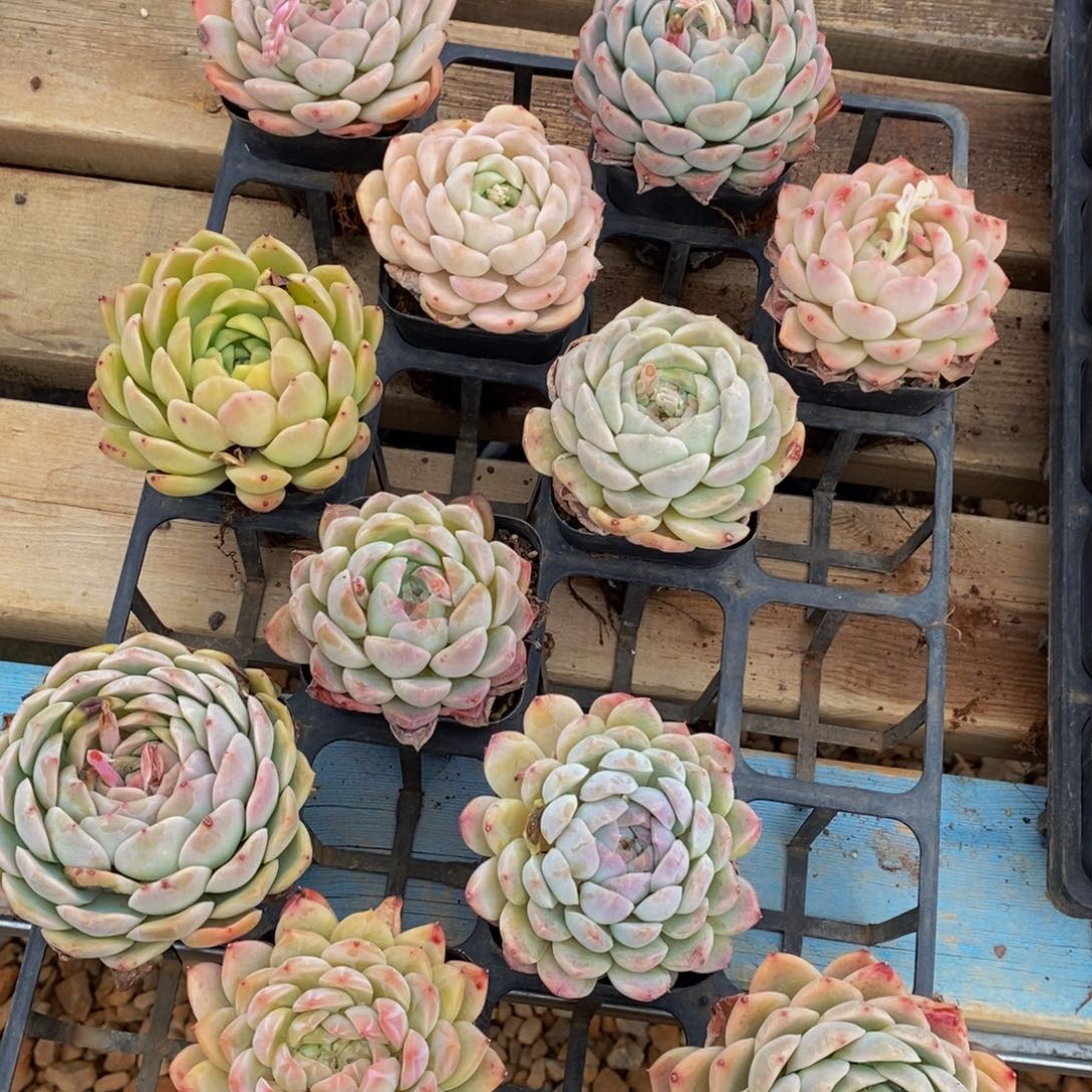 316打扰多肉植物纤维面膜的功效