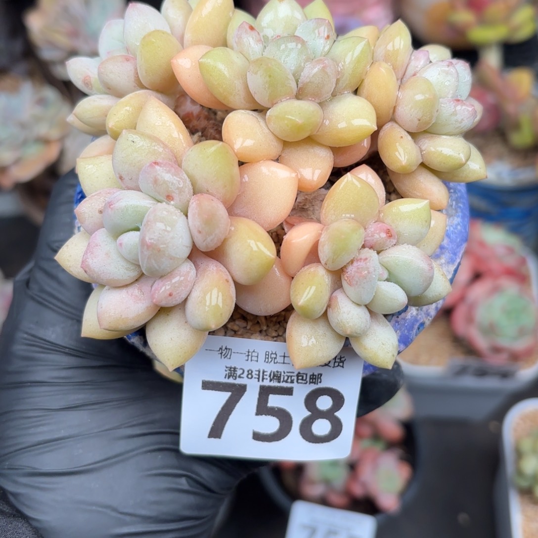 泡泡糖整群无盆土发货