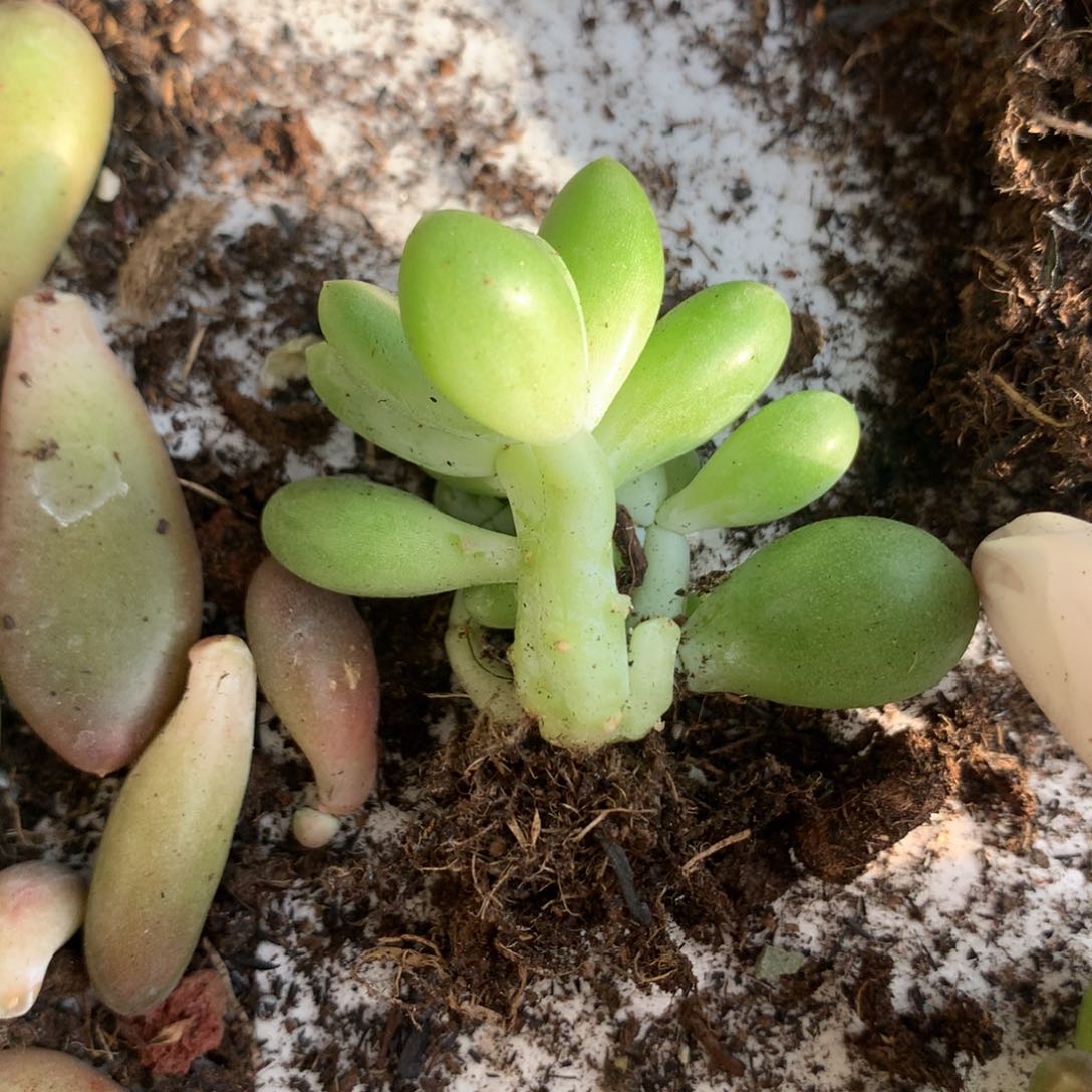 芒果奶酪特价瑕疵芒果奶