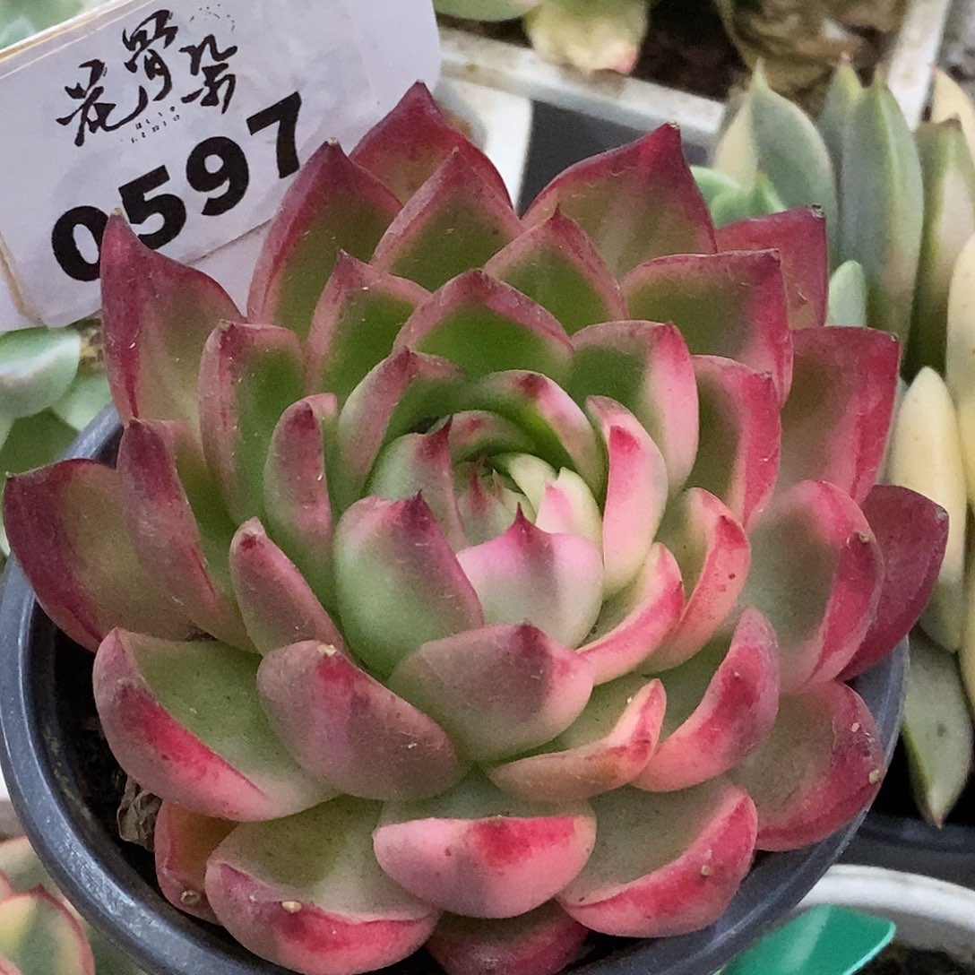 597跨年福利哈哈哈哈哈哈