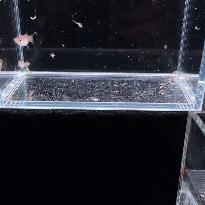 孔雀鱼白金蓝蛇双箭