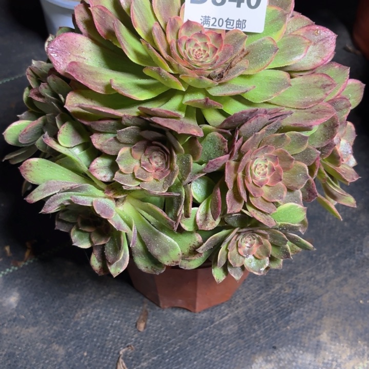 瑞妈一物一拍340