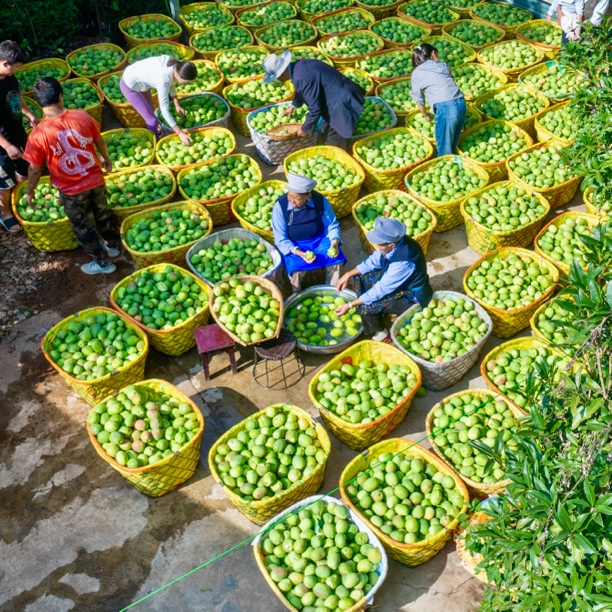 傣纯·酸木瓜 老品种云南德宏大理临沧普洱闻香母水车载新鲜木瓜