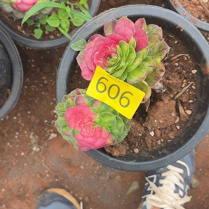 多肉植物福利活动606