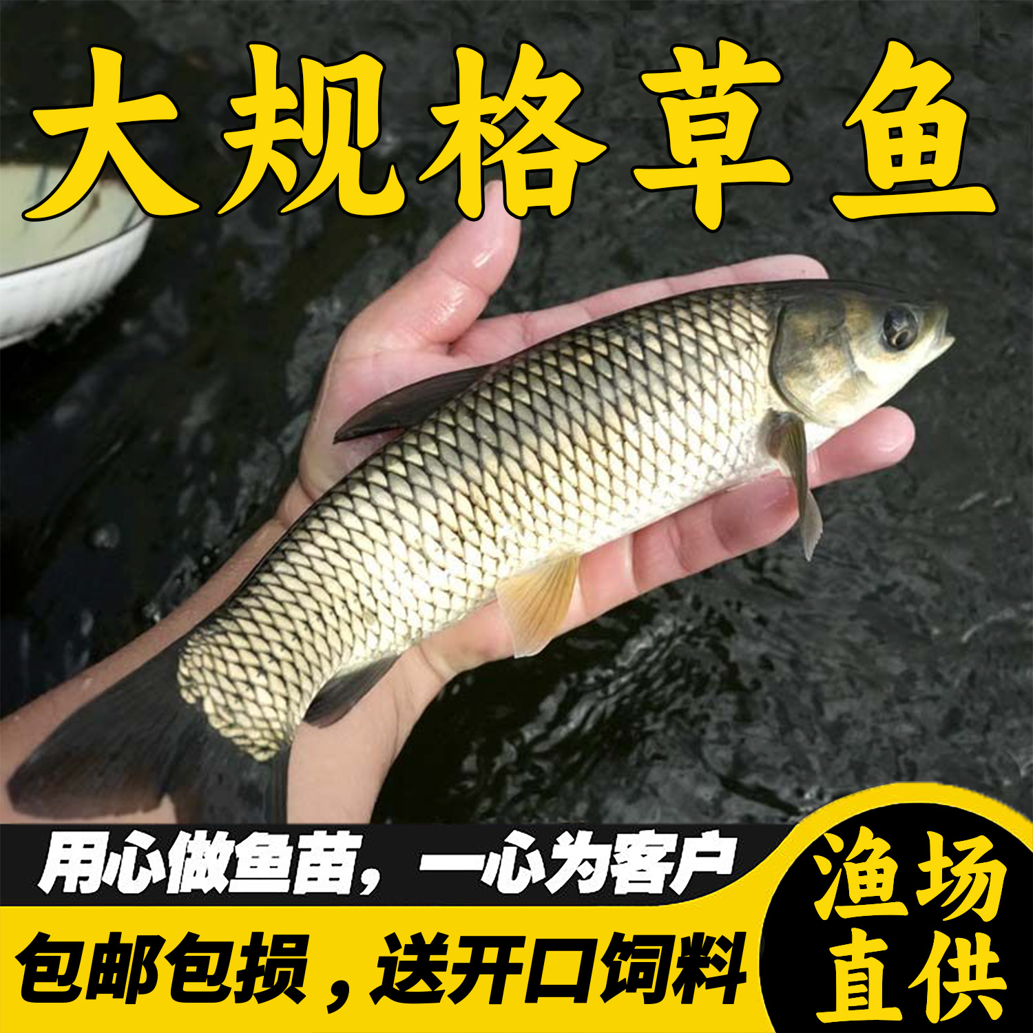 优质草鱼大规格半斤皖鱼饲料白鲢鱼螺丝鲫鱼包活