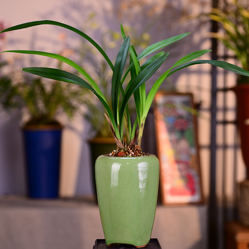 建兰铭品【十八红荷】高端陶瓷盆栽好种好室内外易养活盆栽