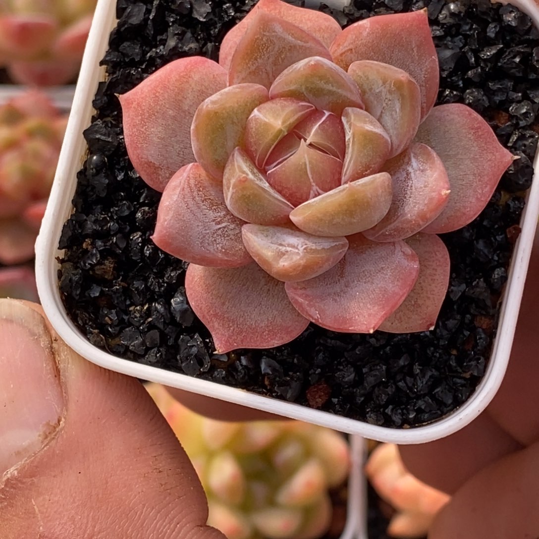 天官赐福百无禁忌