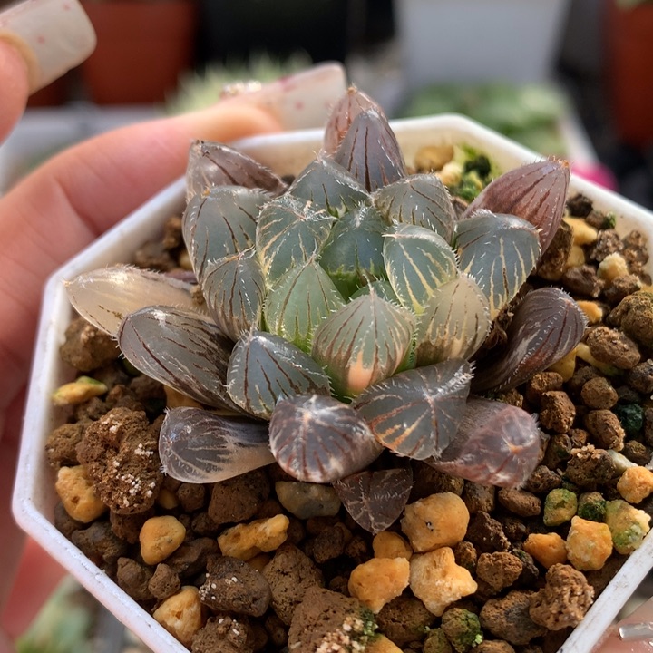 巨大赤线玉露锦带盆土发货