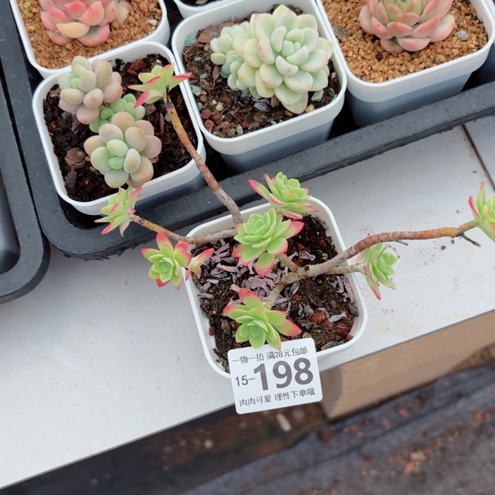 圆叶薄化妆无盆土发货多肉多
