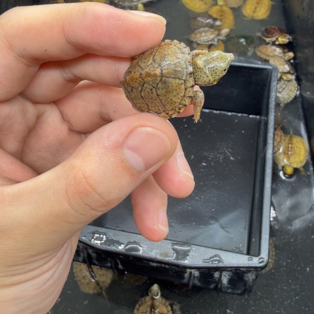 不分公母宠物龟剃刀瑕疵