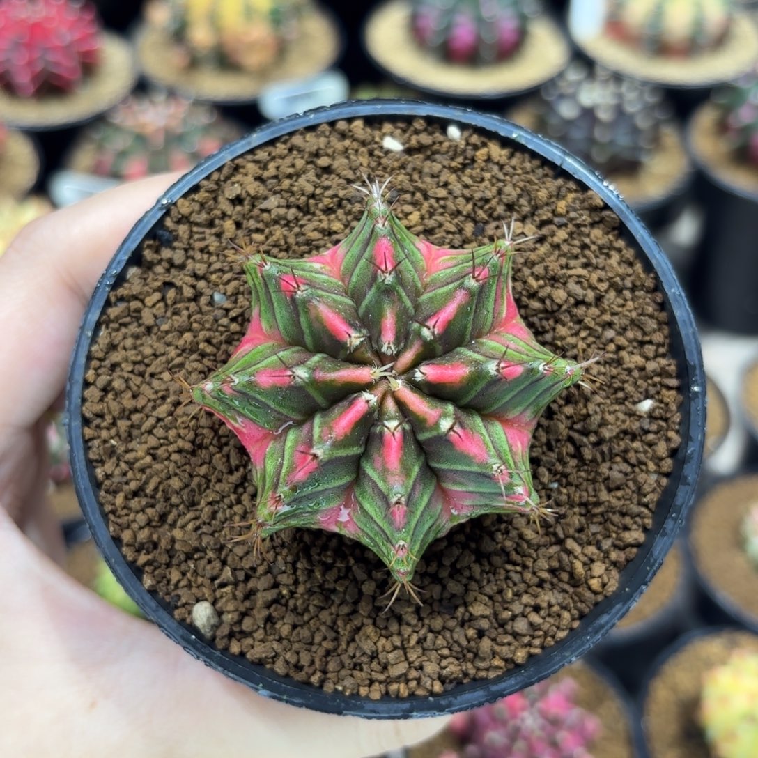 5.4cm泰系实生小美臀