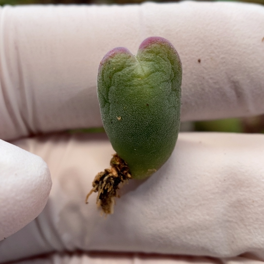 多肉植物肉锥杂交K-04