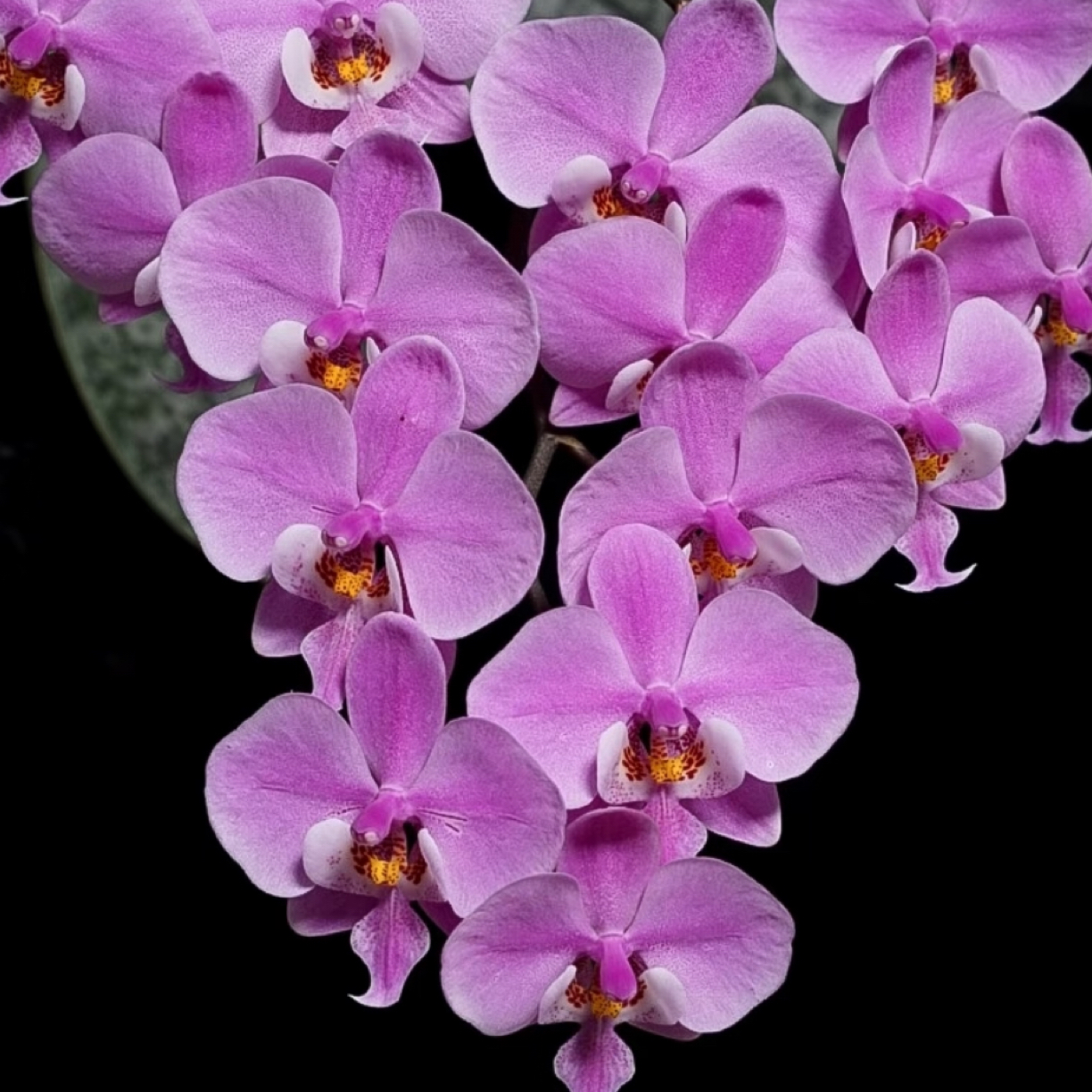 3.8寸swr雪樱西蕾丽（花剑）