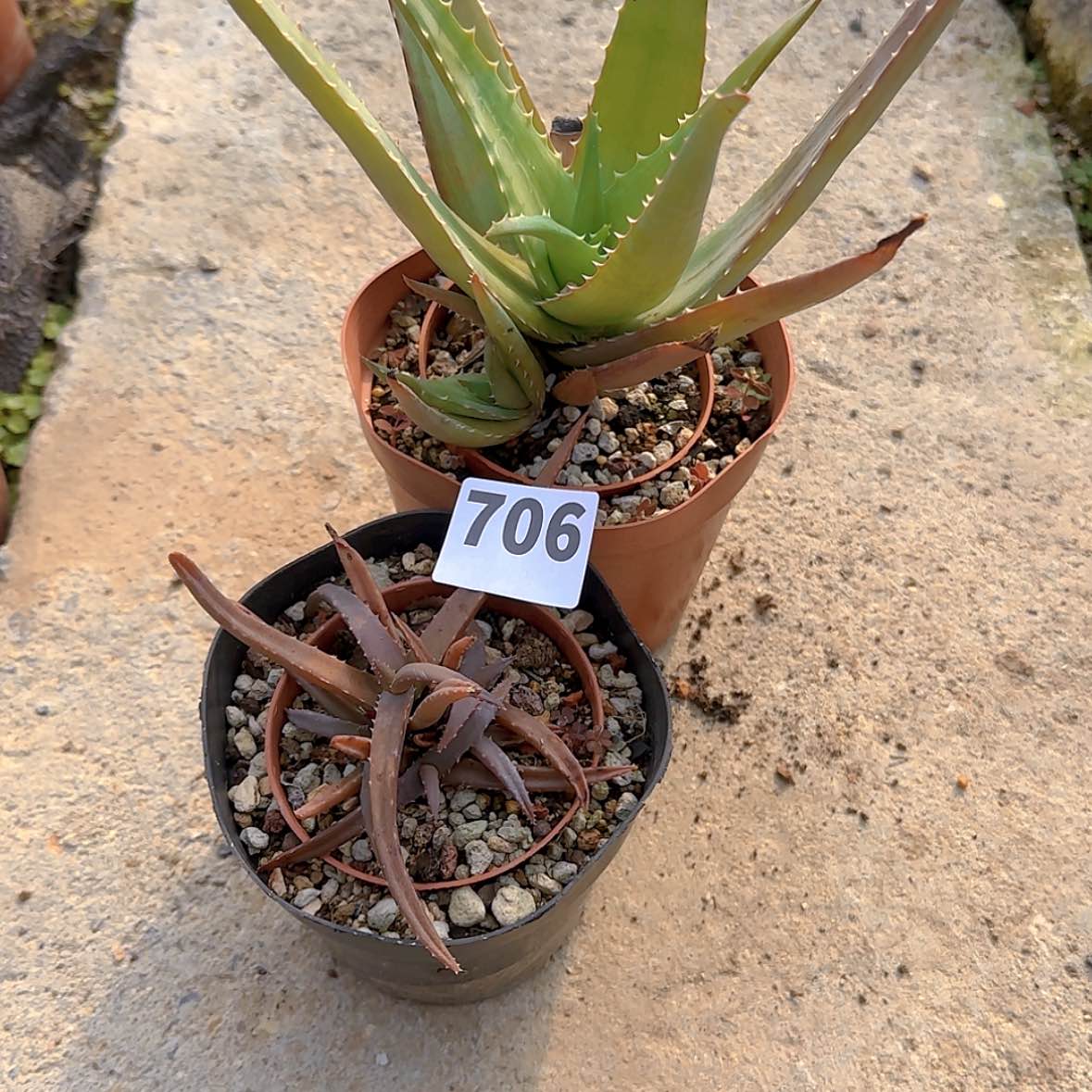 【闪购商品】微*?块根植物