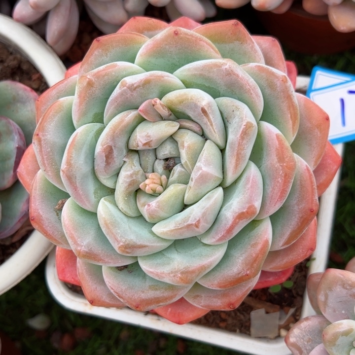 17冰玉平平安安健健康康